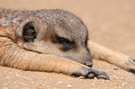 meerkat-sleeping